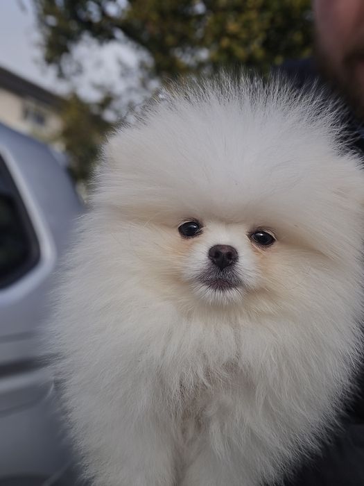 Померани на 3 месеца