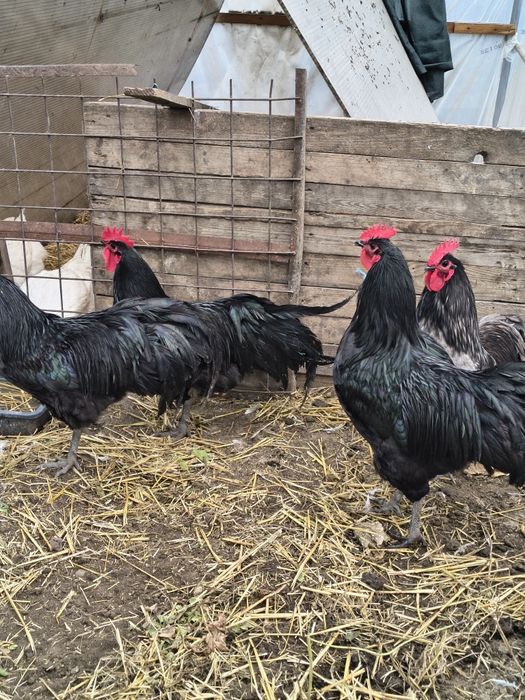 Cocoși din rasa Australorp