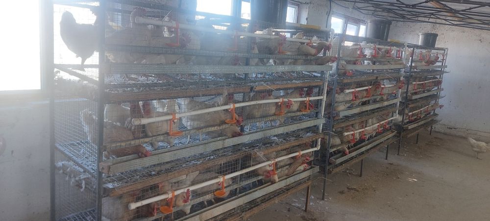 Продаются Куры и клетки