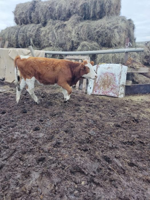 Продам Телок Полторашки цена 450 каждая