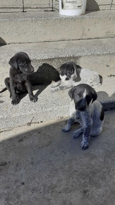 CATEI spre adoptie