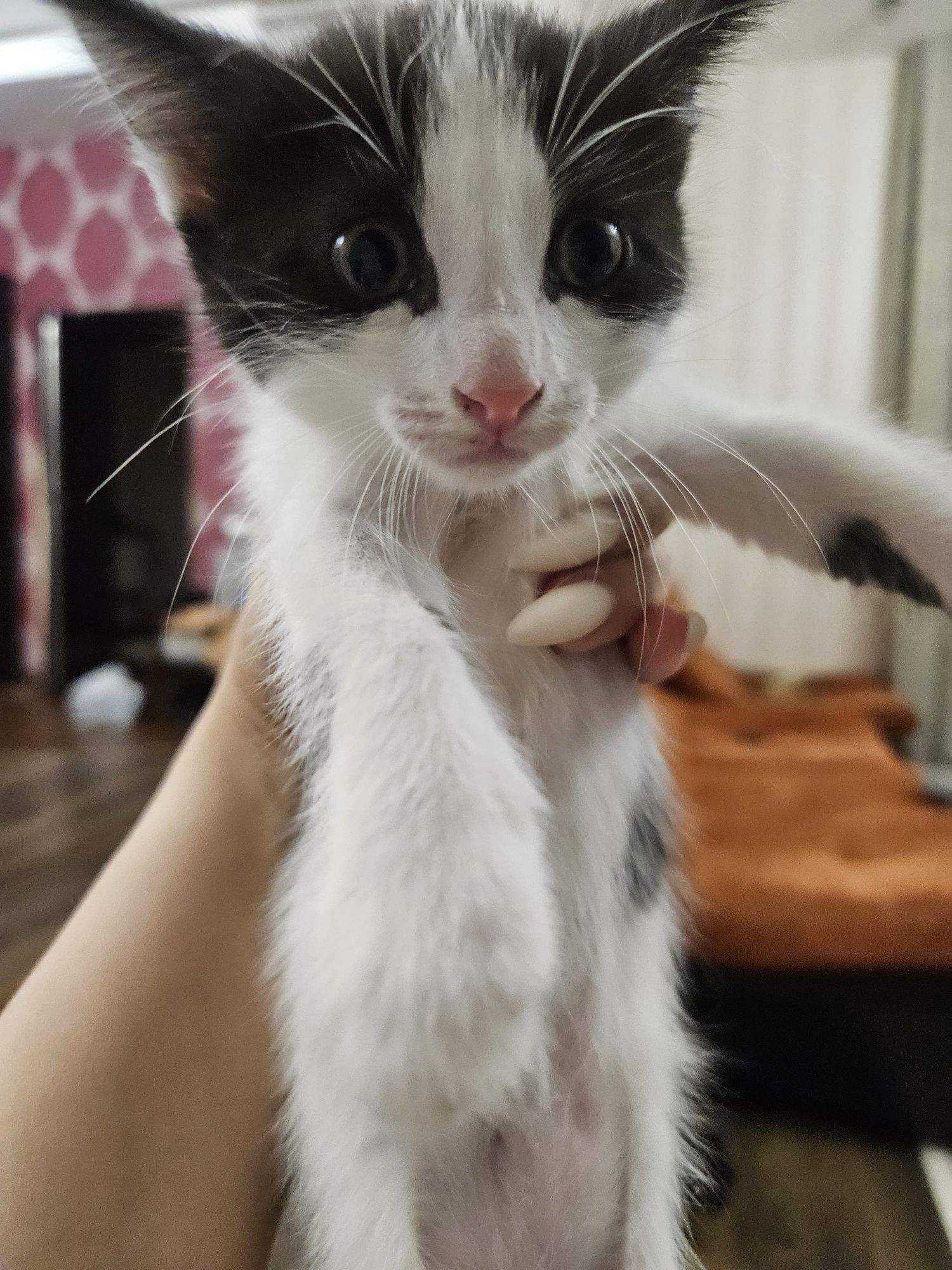 Отдам котят  в добрые руки