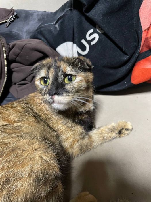 Котенок вислоухий, девочка