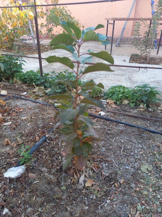 Рассада вишня, виноград