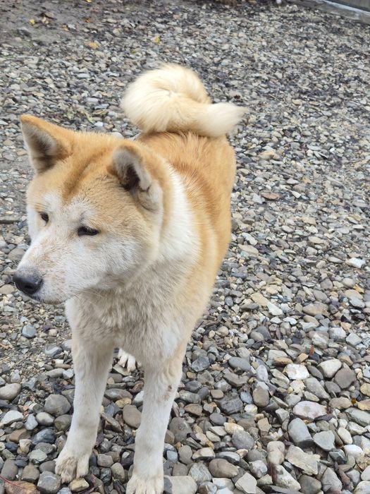 Donez cățel Akita Inu