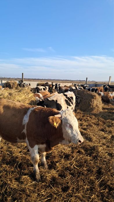 Продам хороших бычков