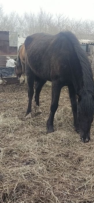 Кобыла возрос 6лет