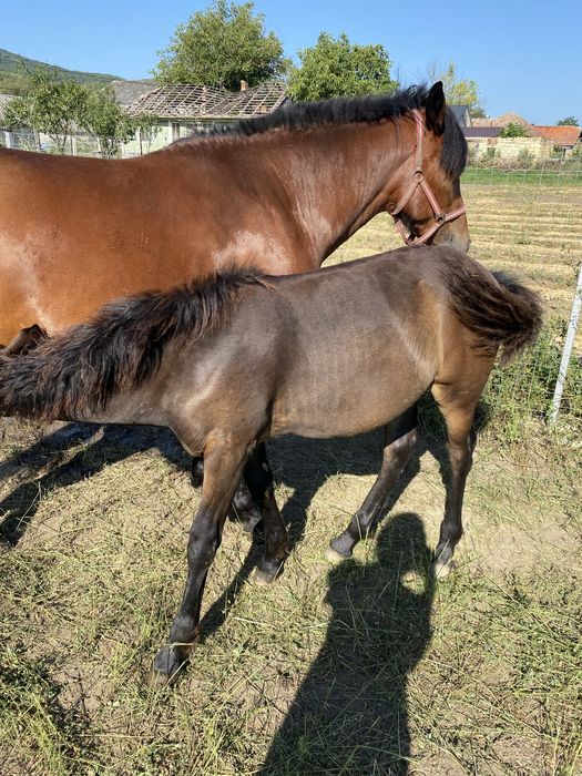 Vand iapa (gestanta) si mânza de 5 luni