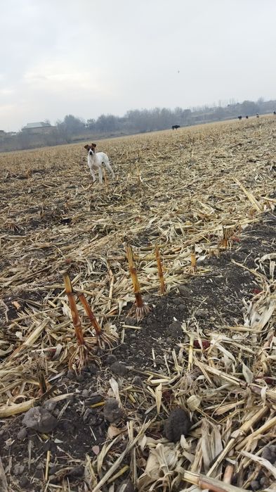 Pitbul sotiladi yaxshi qollarga