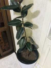 PROfessional muhit uchun Ficus