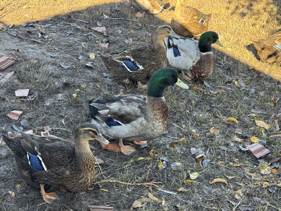 De vinzare porunbei satineti,americani ,gaini brahma