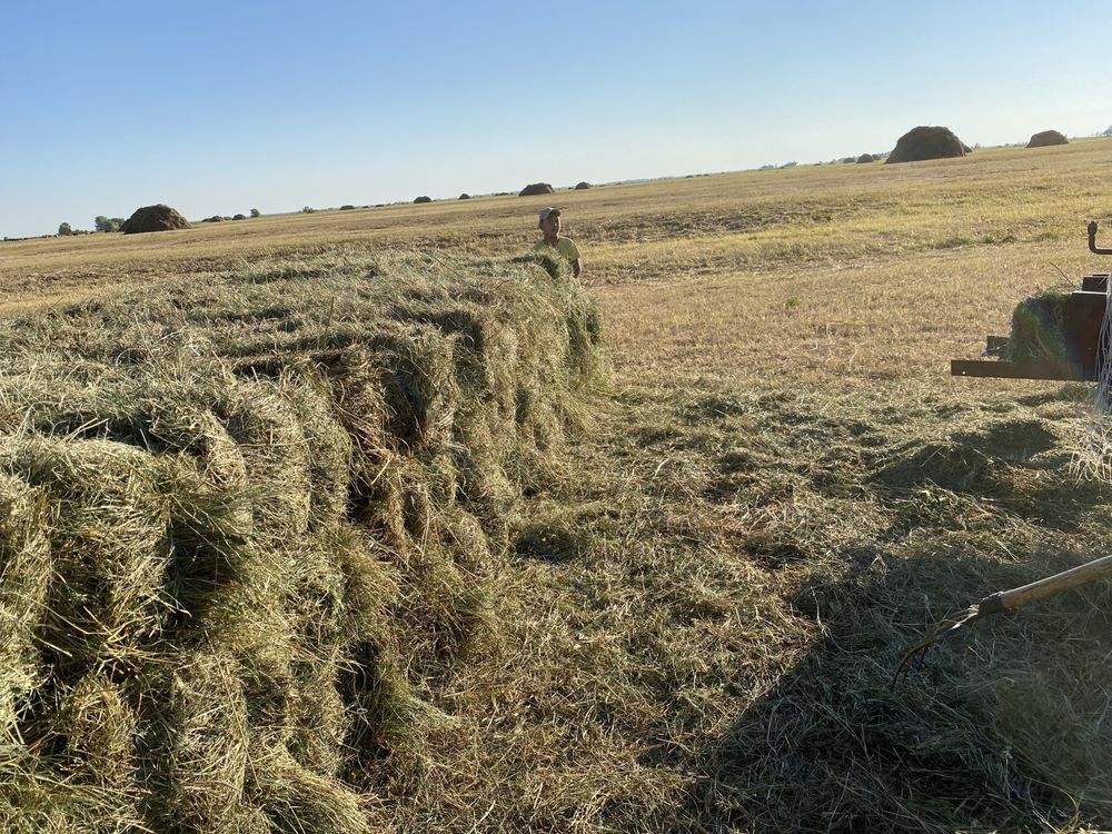 Луговое сено в тюках