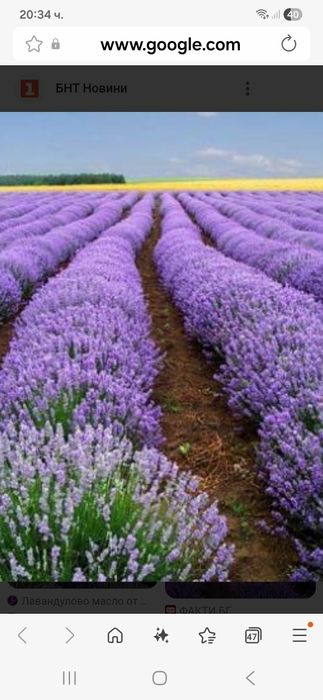 Разсад лавандула