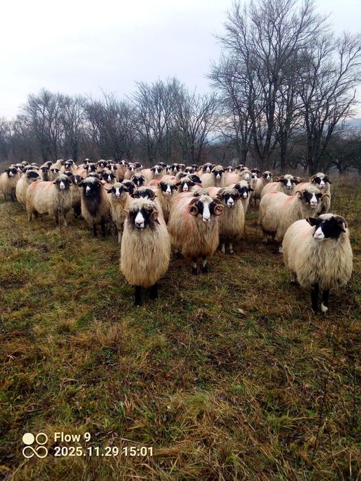 Vand oi breze frumoase