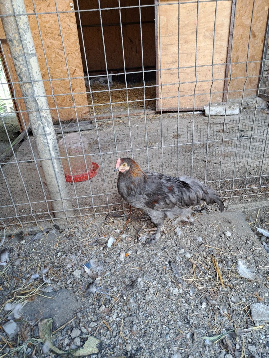Gâște și cocosi de vânzare