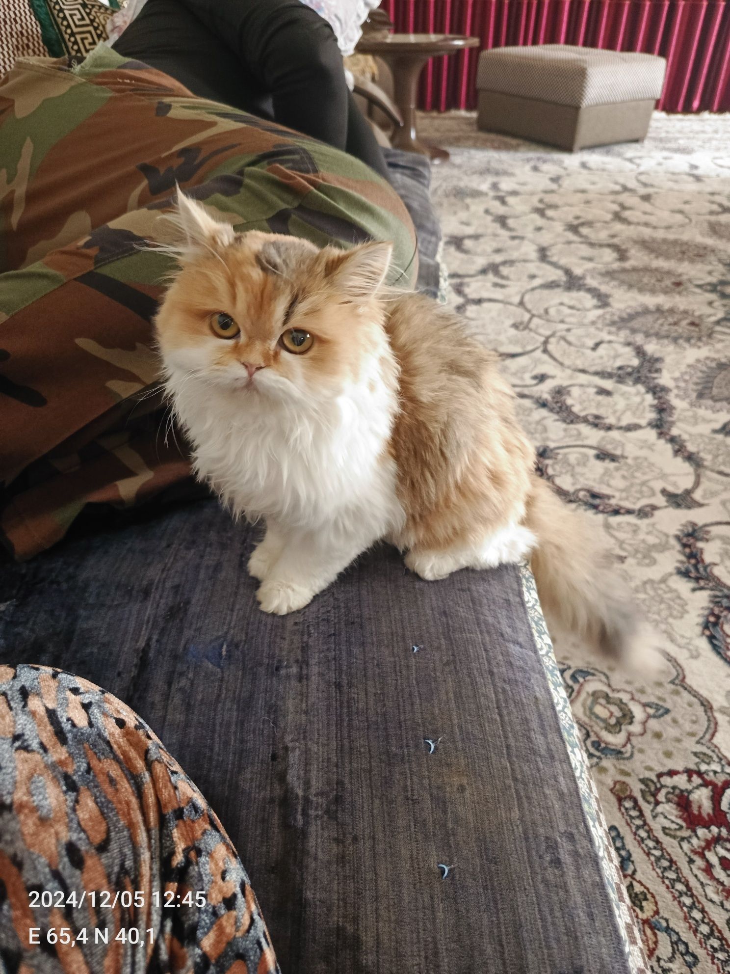 Золотая шиншилла