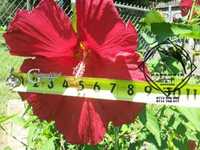 HIBISCUS Lord Baltimore