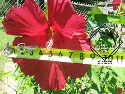 HIBISCUS Lord Baltimore