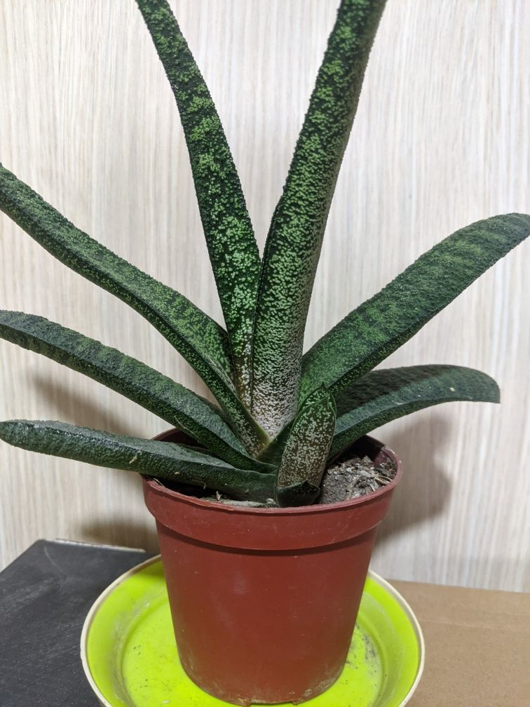 Gasteria batesiana