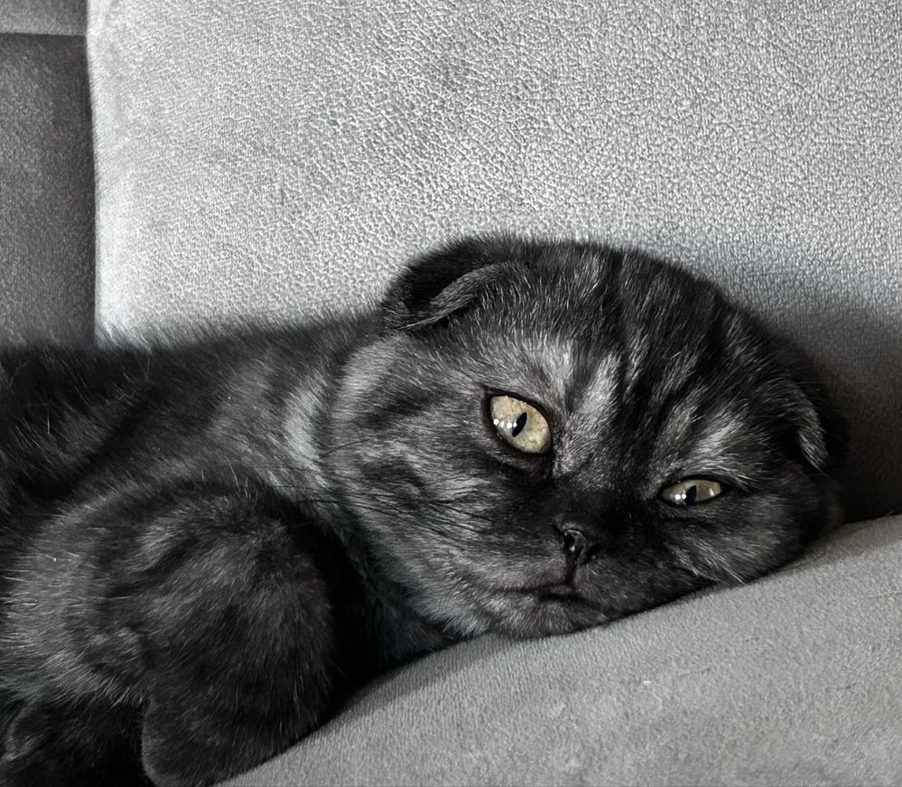 Котенок (девочка) скоттиш фолд, 4,5 месяца