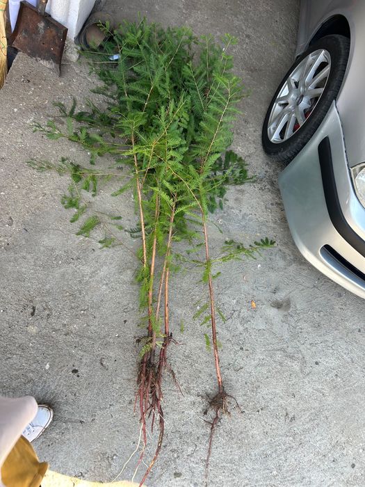 Chiparos de balta-Taxodium distichum si alte specii ornamentale