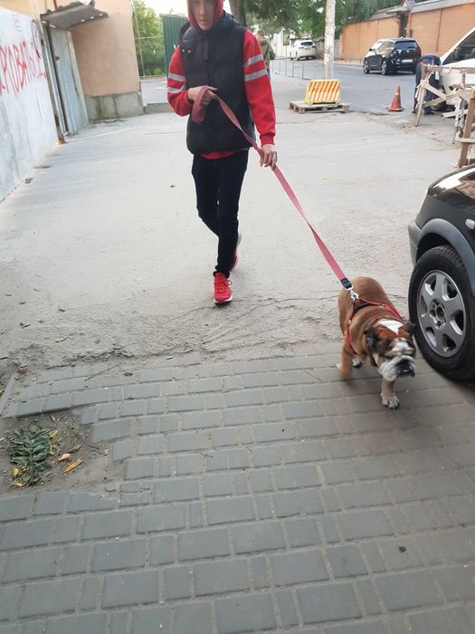 Във Варна  персонални разходки на Вашето куче!