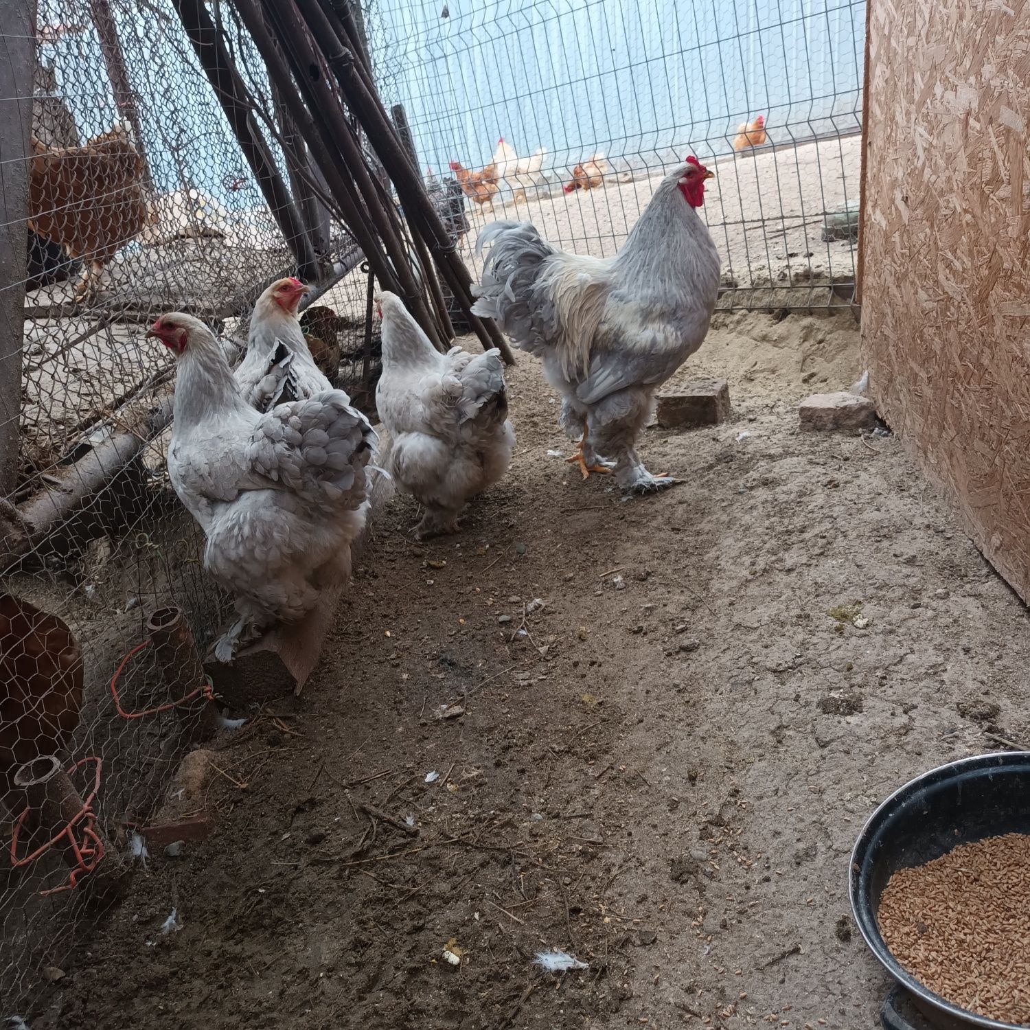 Oua brahma pentru incubat și pui
