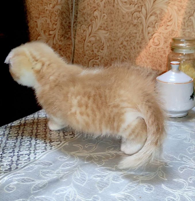 Скоттиш страйд
JINSI :