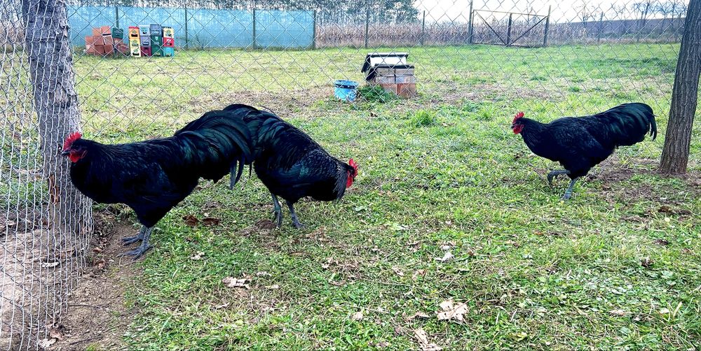 Cocoși wyandotte si australorp