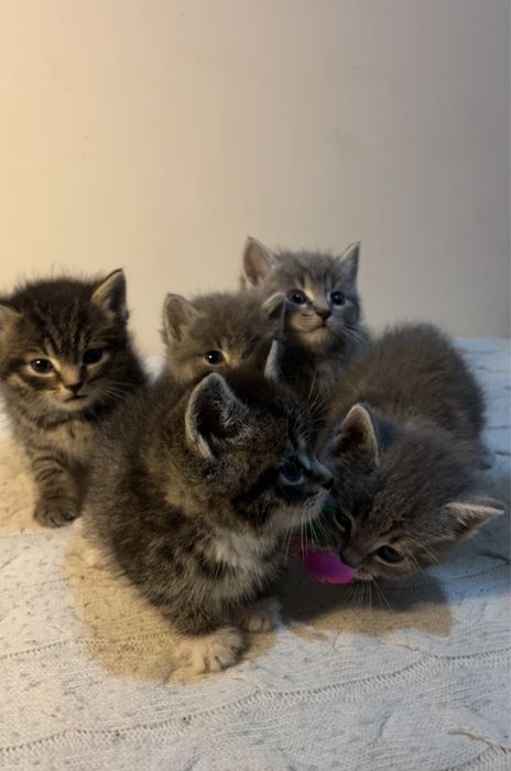 Отдам котят в добрые руки