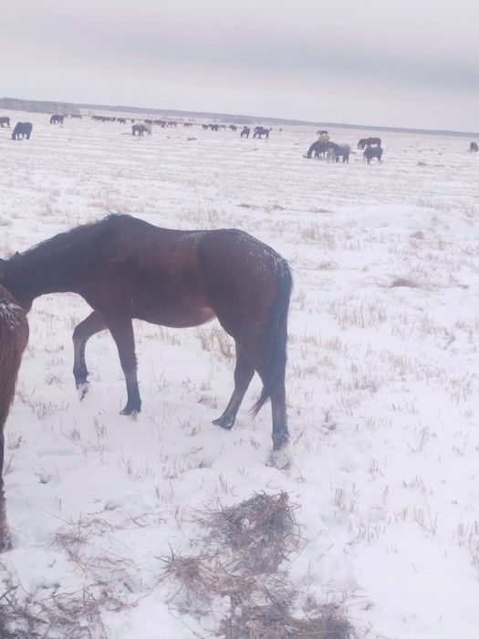 Лошади для развода