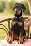 Fetita doberman cu pedigree