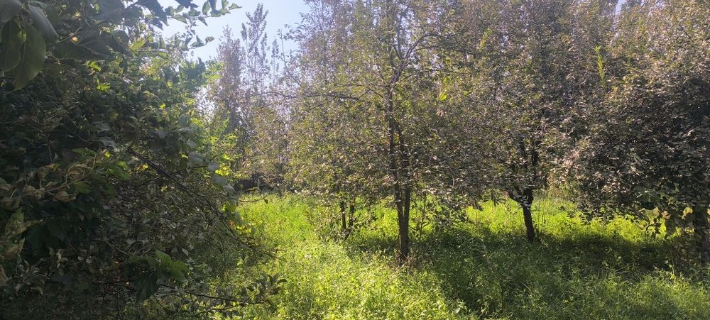 Afrosiyob mahallasi Furqat koʻchasi