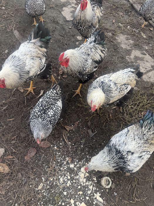 Vând cocosi wyandotte argintii