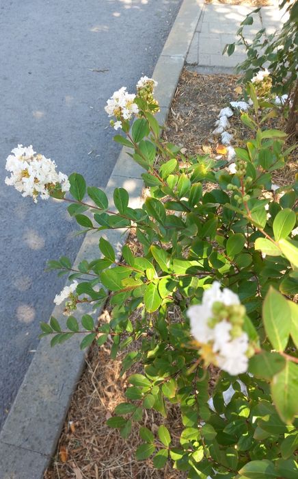 Индийски люляк/Лагерстемия/