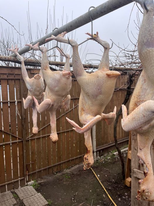 Петли за клане 5 месечни