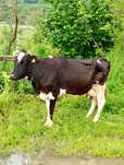 Vaca gestanta buna de lapte la a 6 fatare