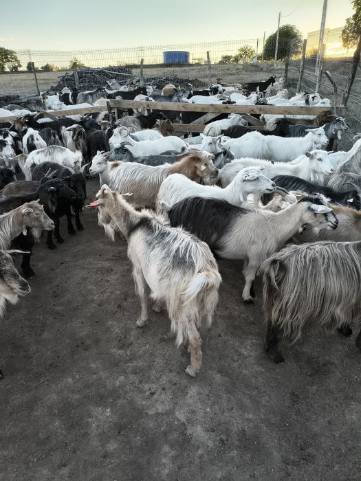 Vând capre în zona Buciumi/Onești