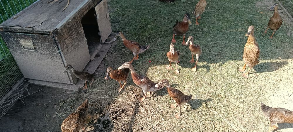 Rata indiana, rata alergatoare