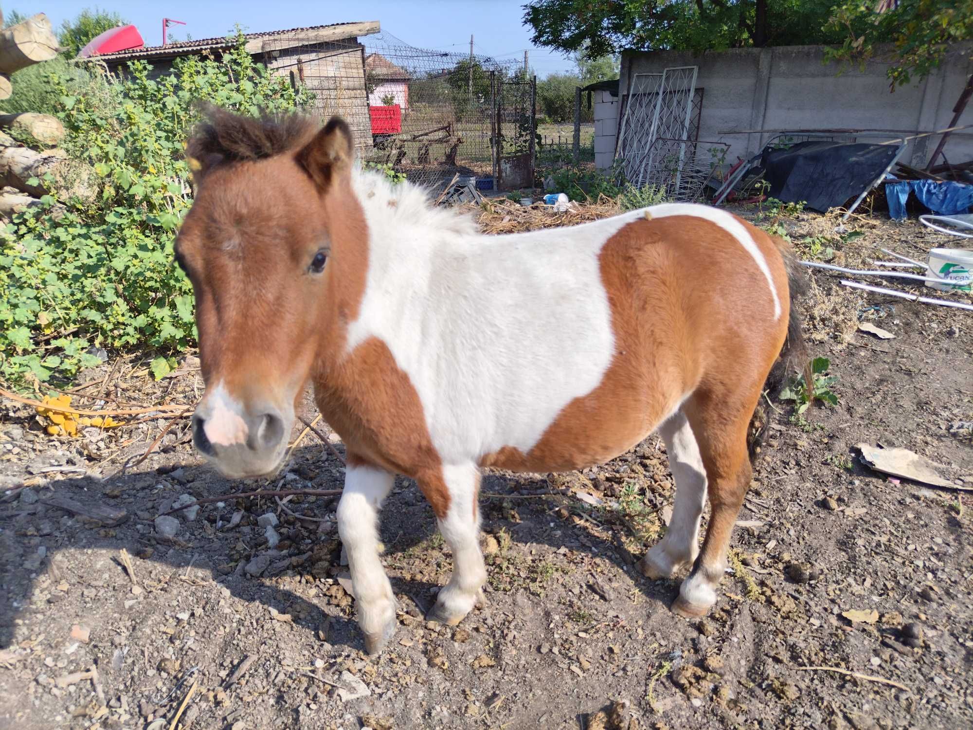 Vând ponei de 3 ani
