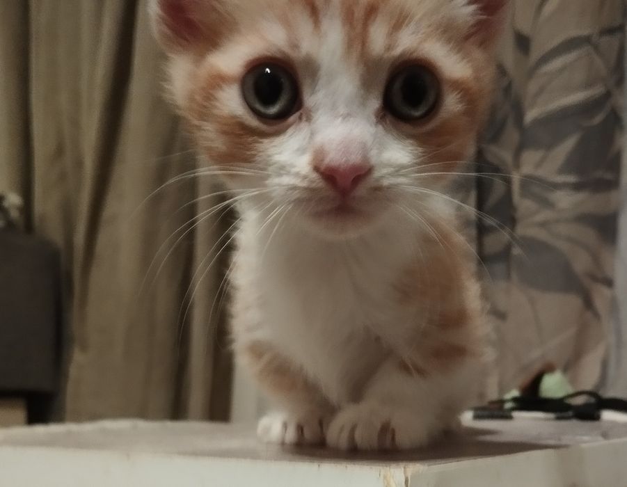 Котенца с къси краченца