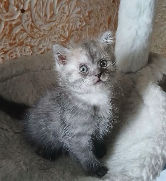 Кошечка бесплатно