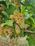 Struguri de vin cu transport