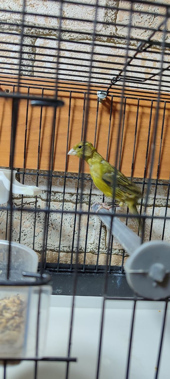 Har hil kqnarekalar sotiladi narhi kelishiladi