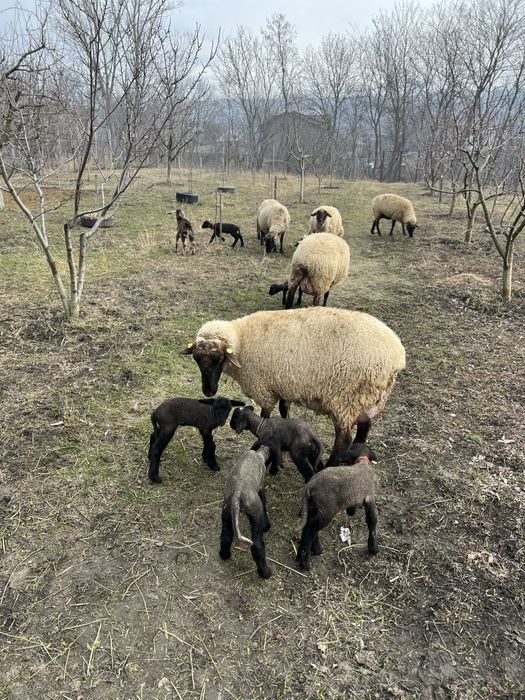 Vand 4 oi carabase si un berbec