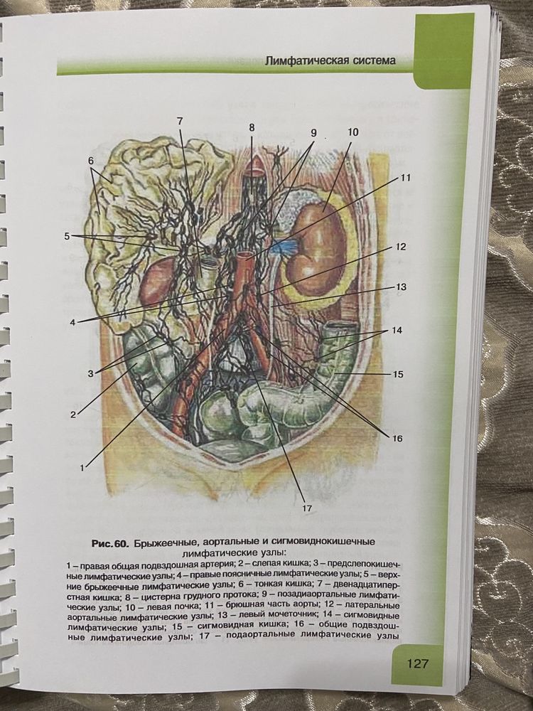 Нормальная анатомия человека 2 тома