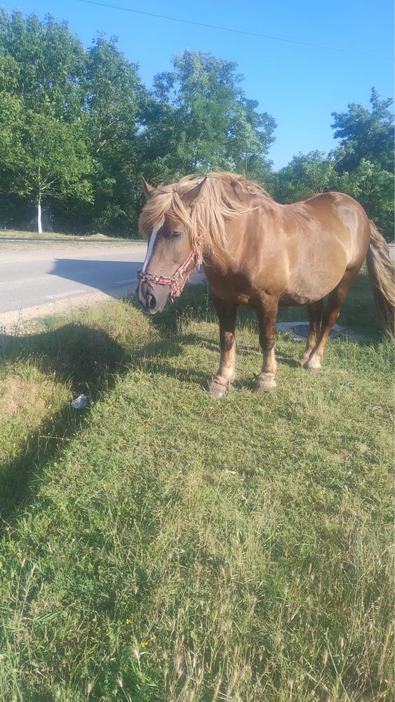 Vând iapă de 6 ani