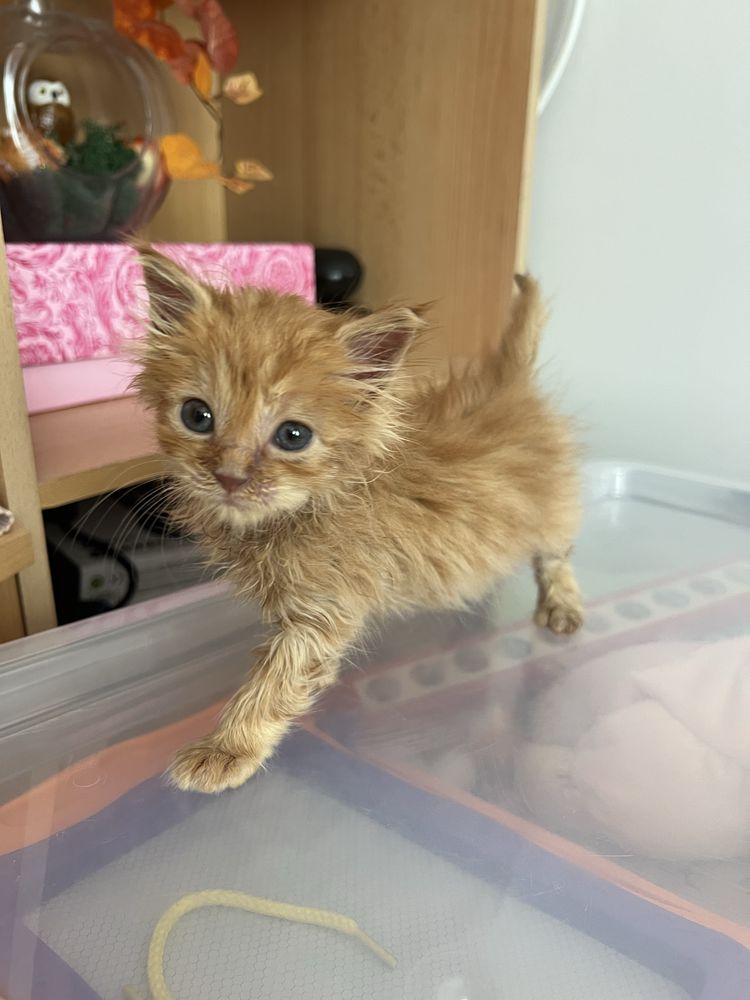 Подарява се мъжко коте.
