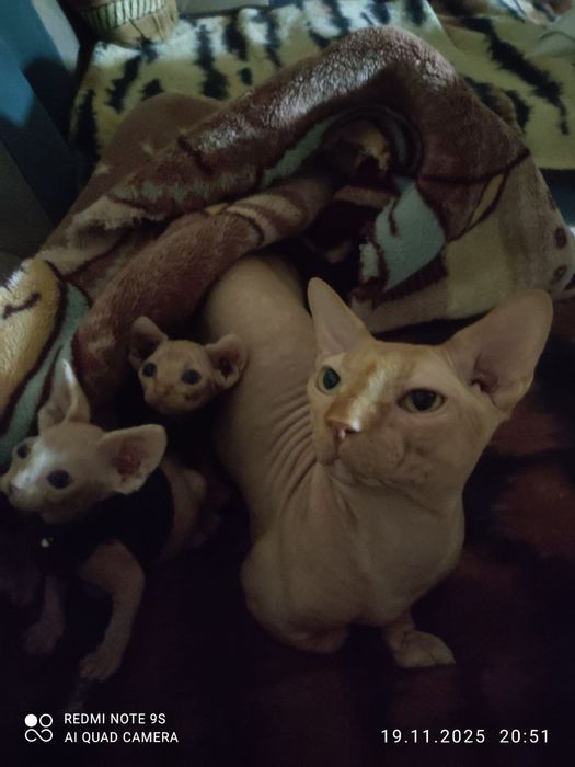 Продаются котята сфинксы