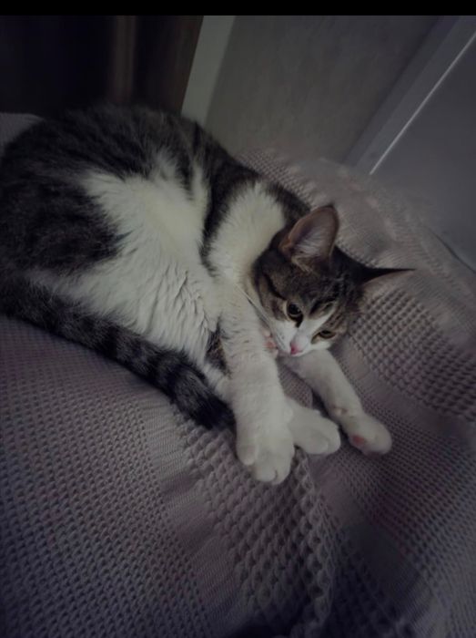 Отдам в добрые руки стерилизованную кошечку